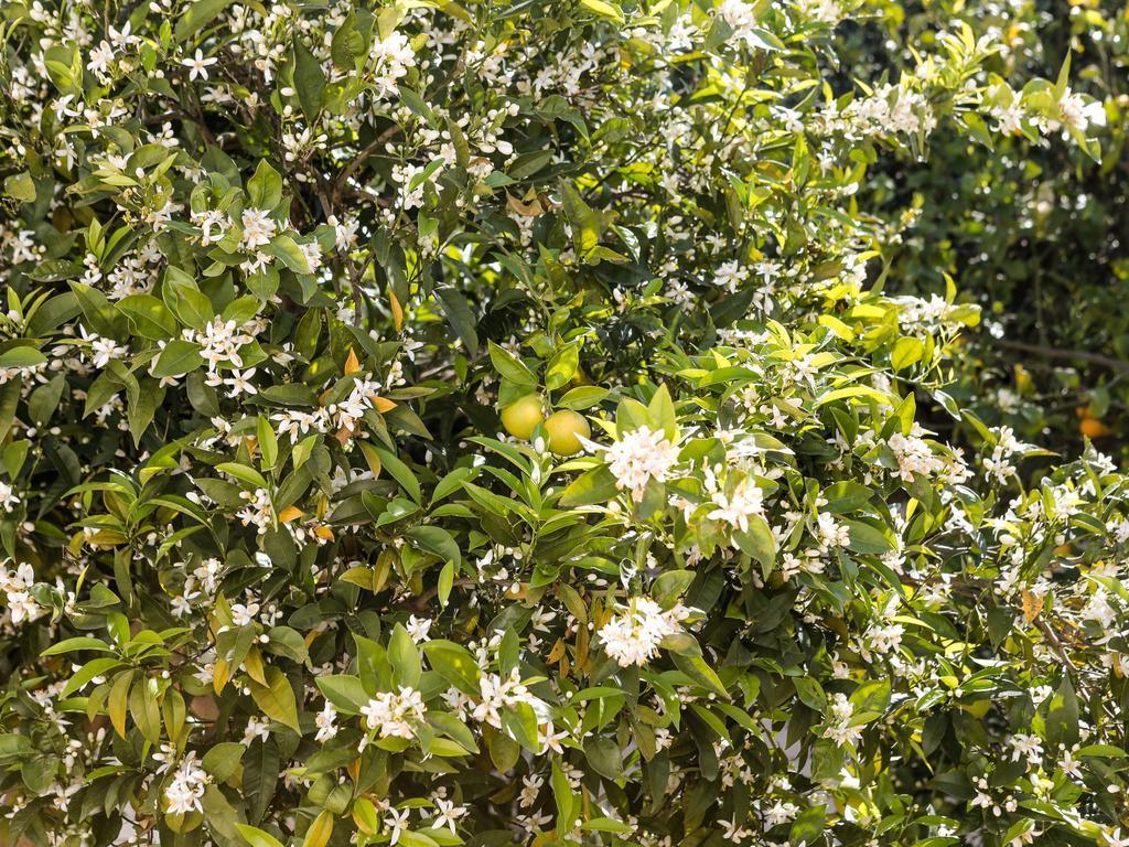 La Collina Degli Ulivi Appartement Fasano Buitenkant foto
