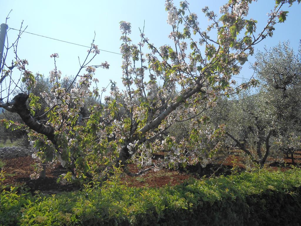 La Collina Degli Ulivi Appartement Fasano Buitenkant foto